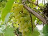 Вино Алиготе (aligote): особенности, виды, культура пития